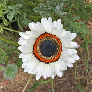 Image of Double Namaqua marigold