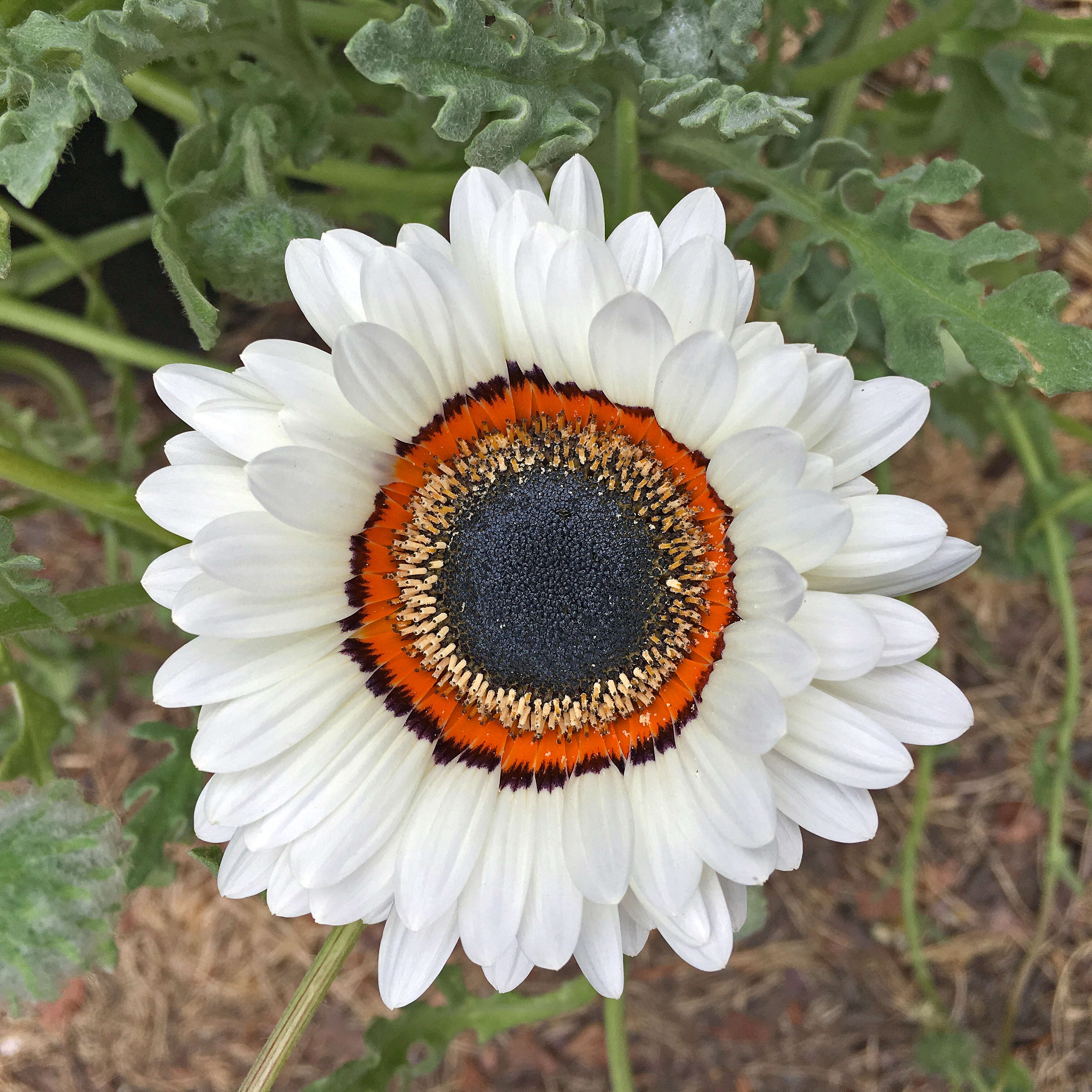 Image of Double Namaqua marigold