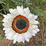 Image of Double Namaqua marigold