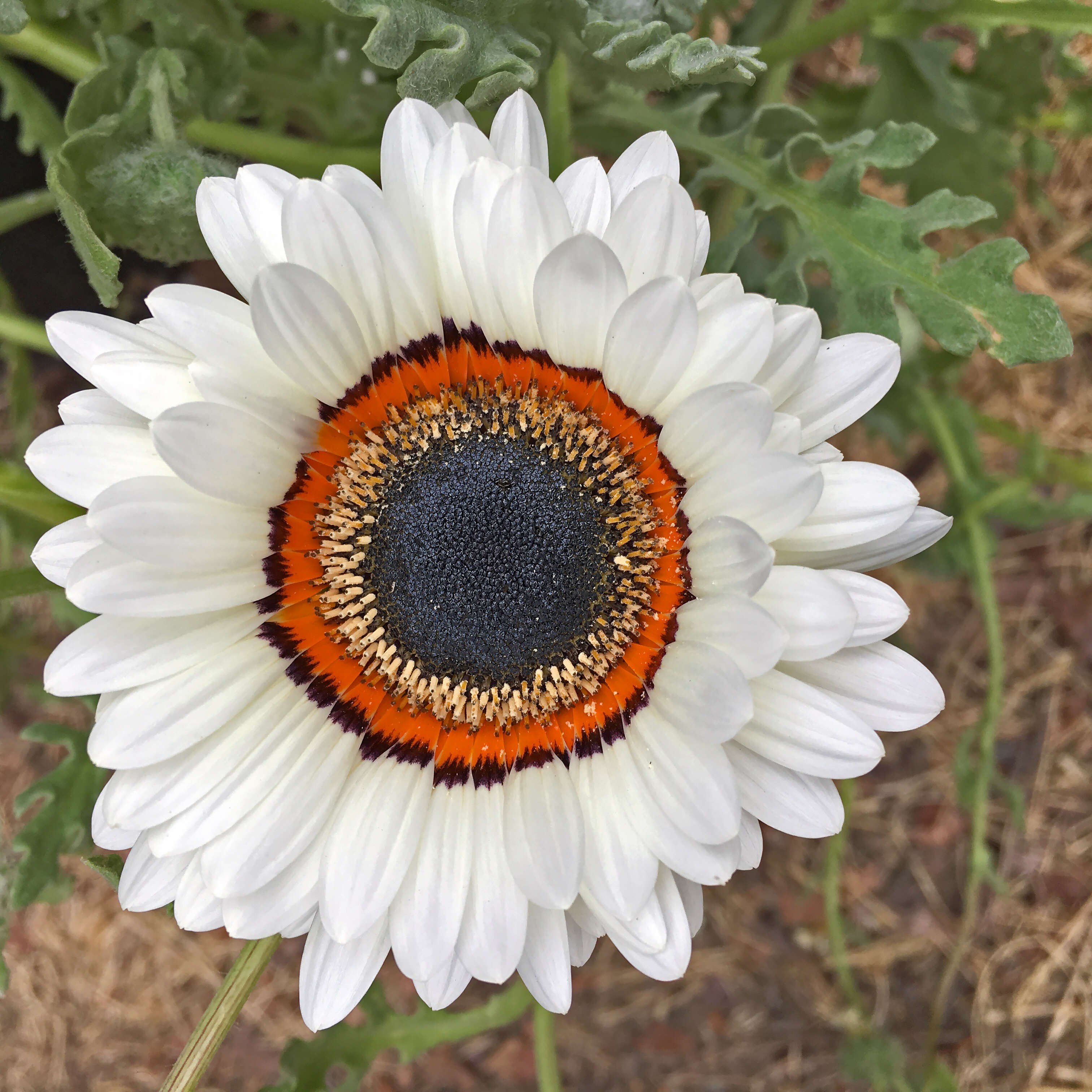 Image of Double Namaqua marigold