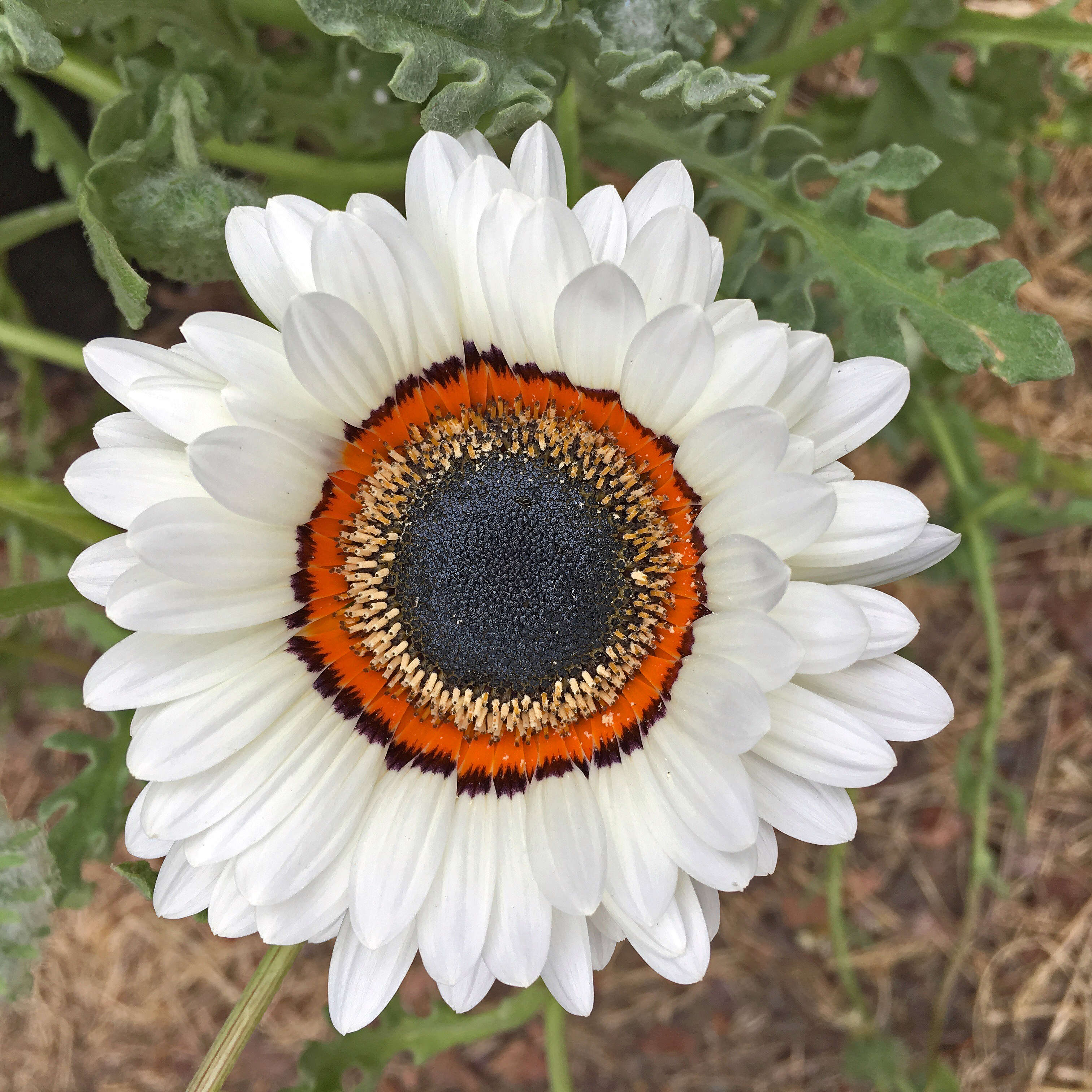 Image of Double Namaqua marigold