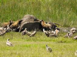 Image of White-backed Vulture