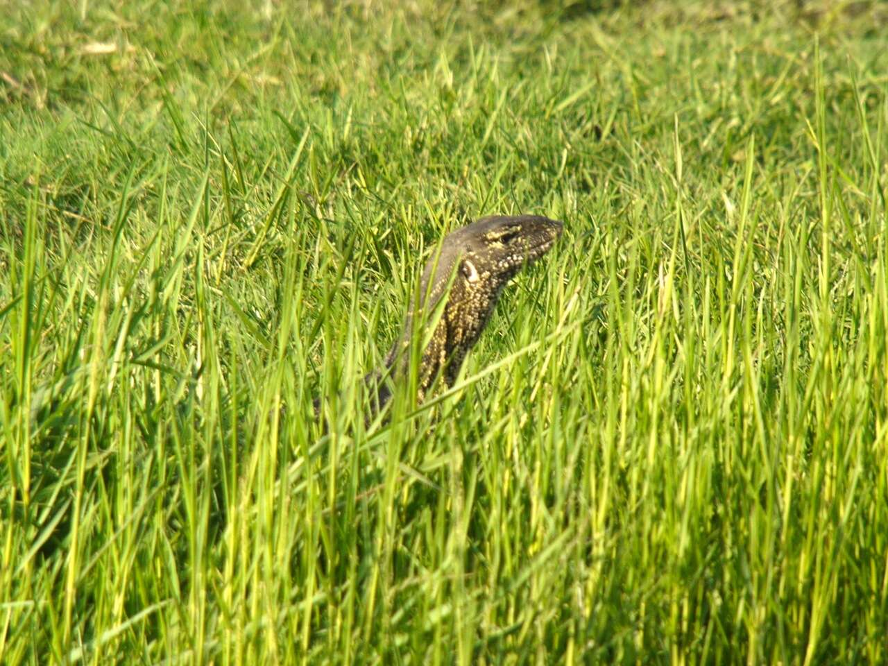 Image of Varanus niloticus