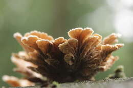 Image of Schizophyllum