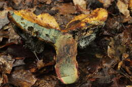 Image of Neoboletus luridiformis (Rostk.) Gelardi, Simonini & Vizzini 2014