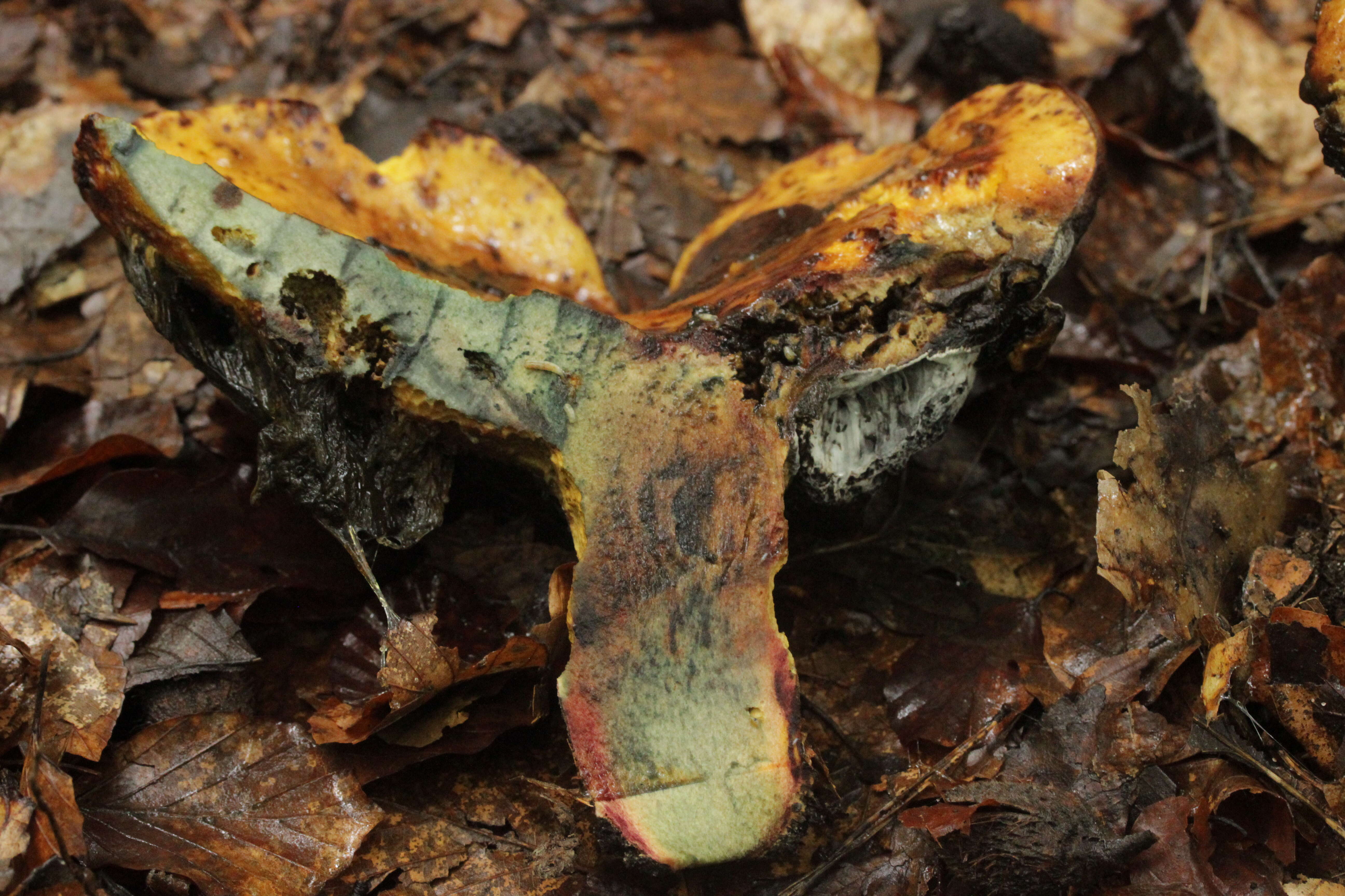 Image de Bolet à pied rouge