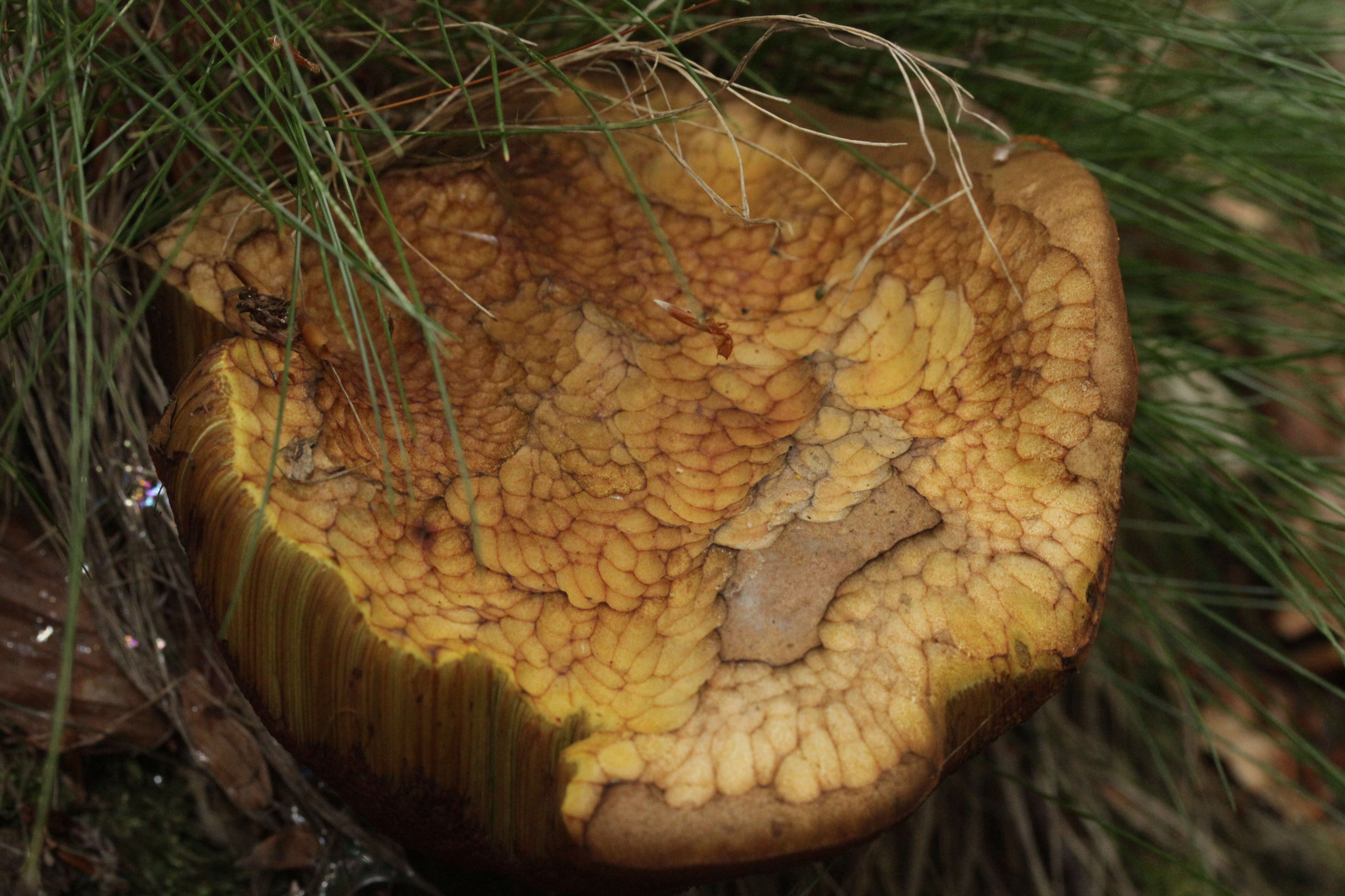 Image of Neoboletus luridiformis (Rostk.) Gelardi, Simonini & Vizzini 2014