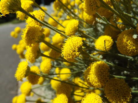 Image of lavender cotton