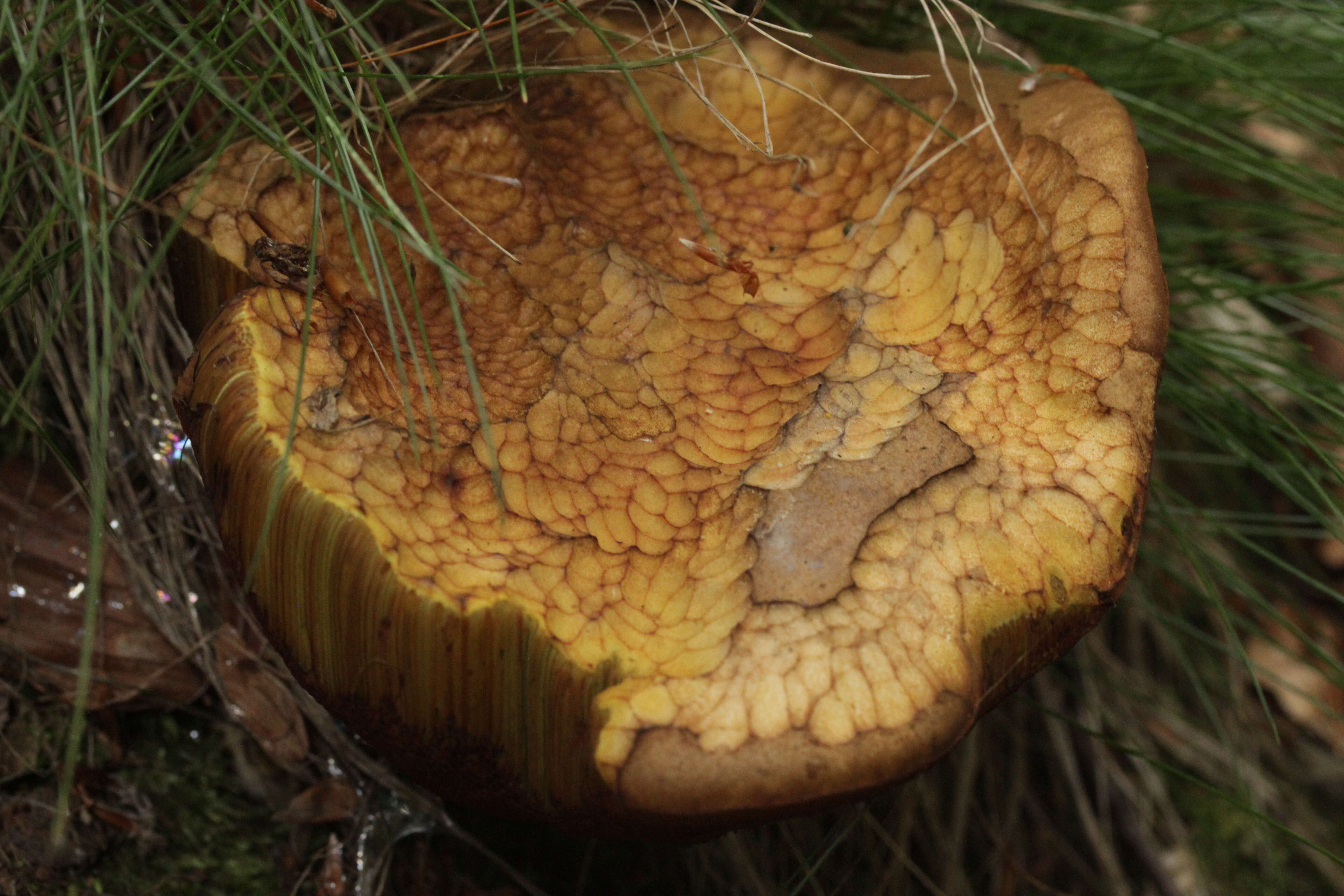 Image of Neoboletus luridiformis (Rostk.) Gelardi, Simonini & Vizzini 2014