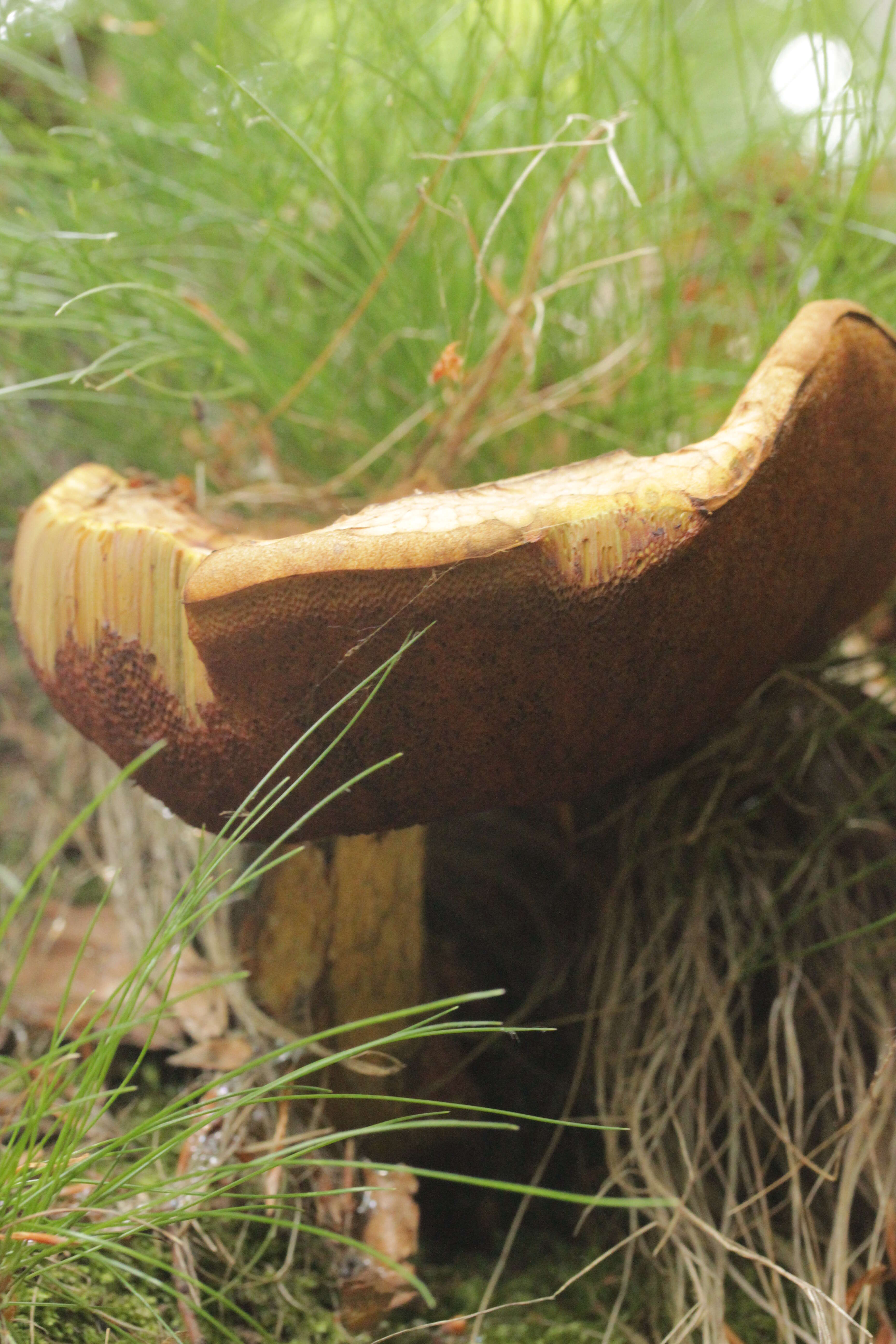 Image of Neoboletus luridiformis (Rostk.) Gelardi, Simonini & Vizzini 2014