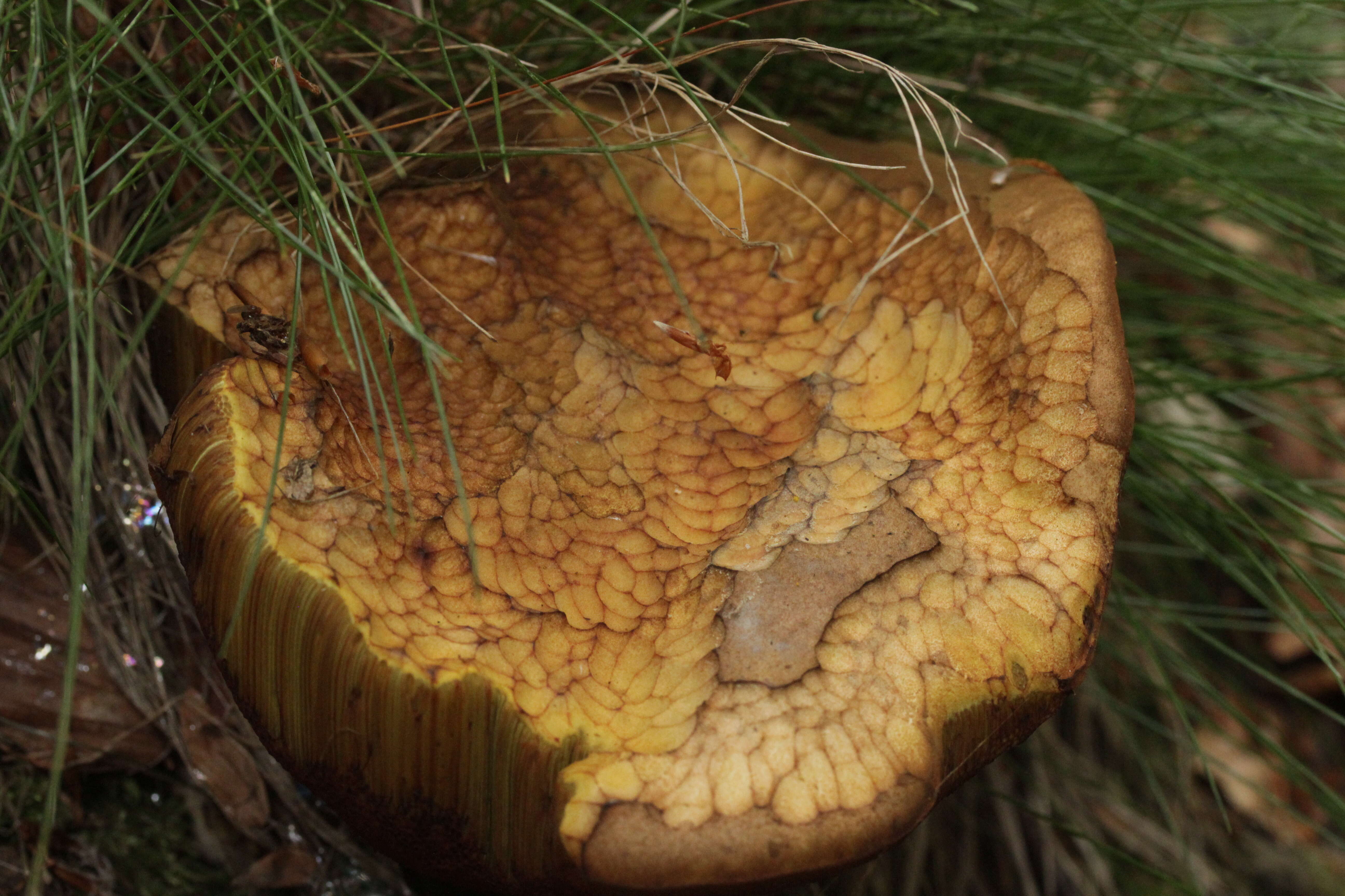 Image of Neoboletus luridiformis (Rostk.) Gelardi, Simonini & Vizzini 2014