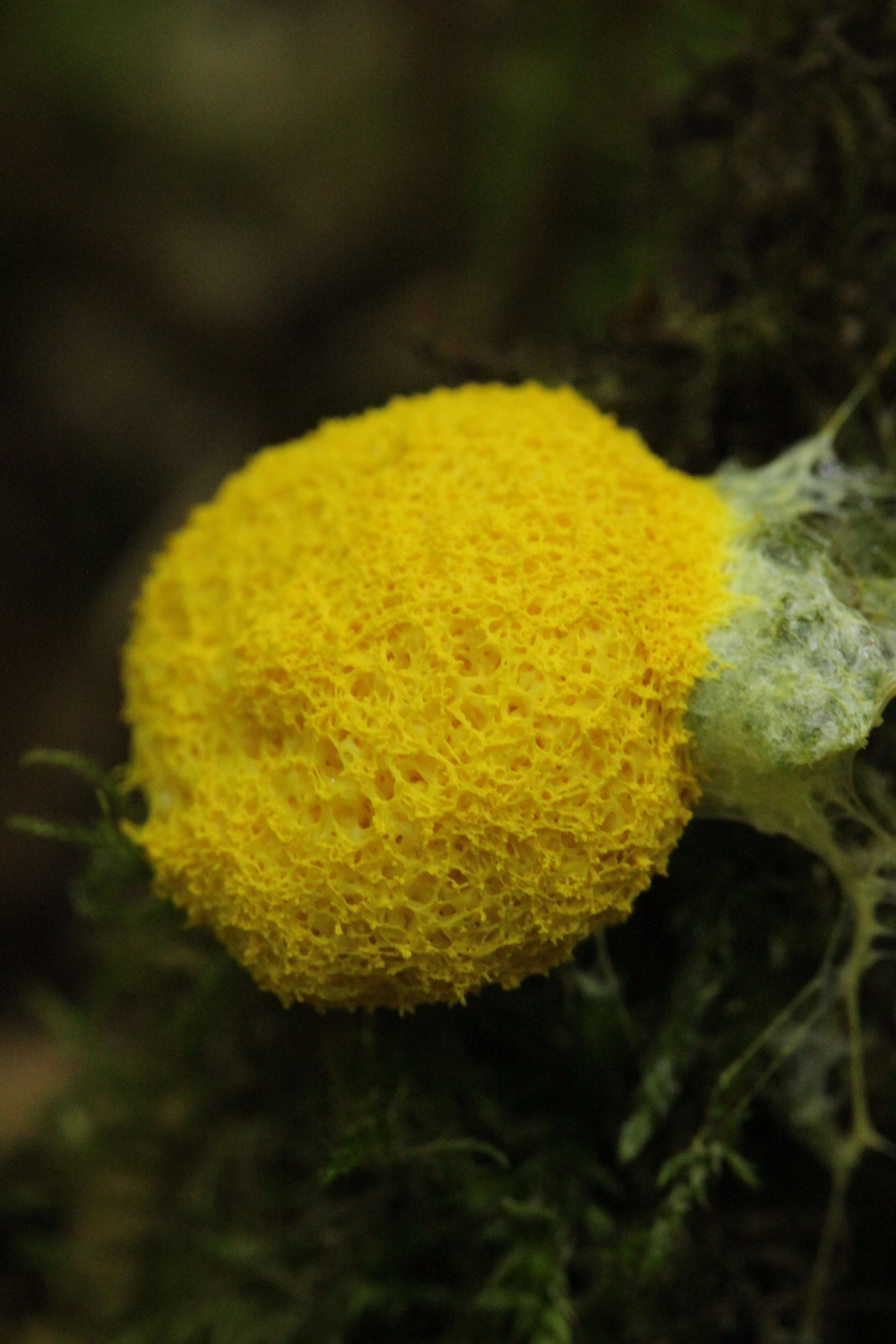 Image of Dog vomit slime mold