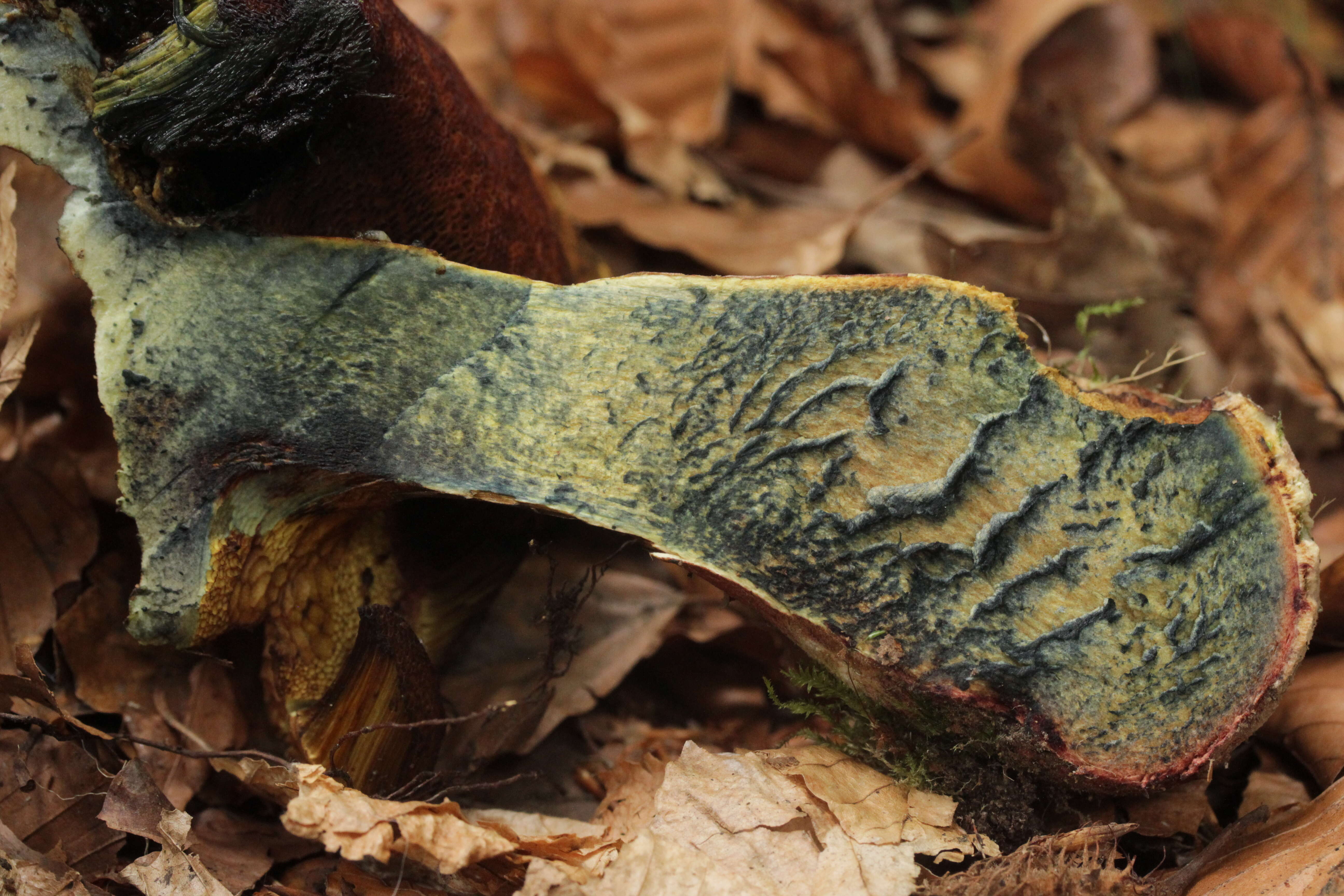 Image of Neoboletus luridiformis (Rostk.) Gelardi, Simonini & Vizzini 2014