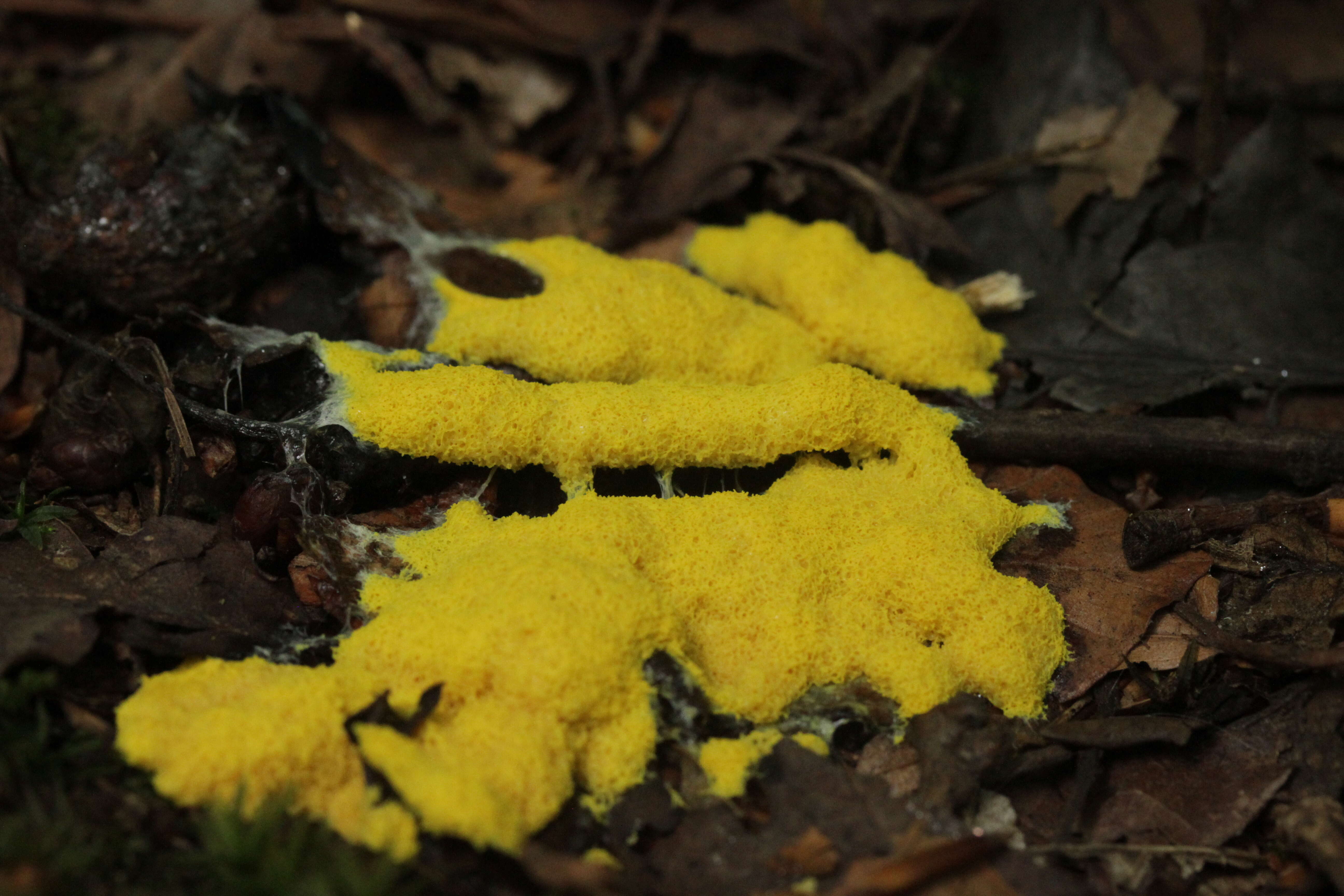 Image of Dog vomit slime mold