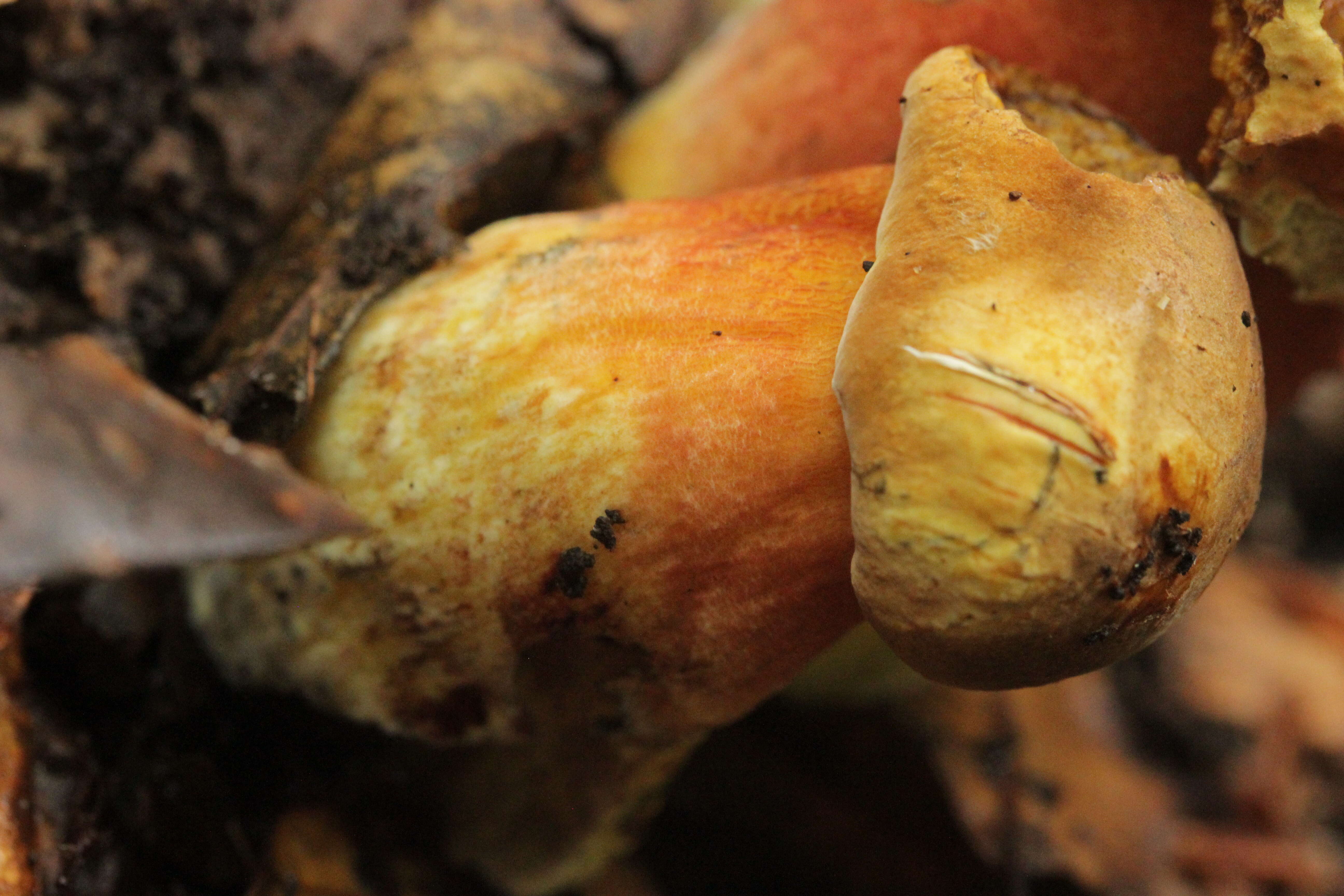 Image of Neoboletus luridiformis (Rostk.) Gelardi, Simonini & Vizzini 2014