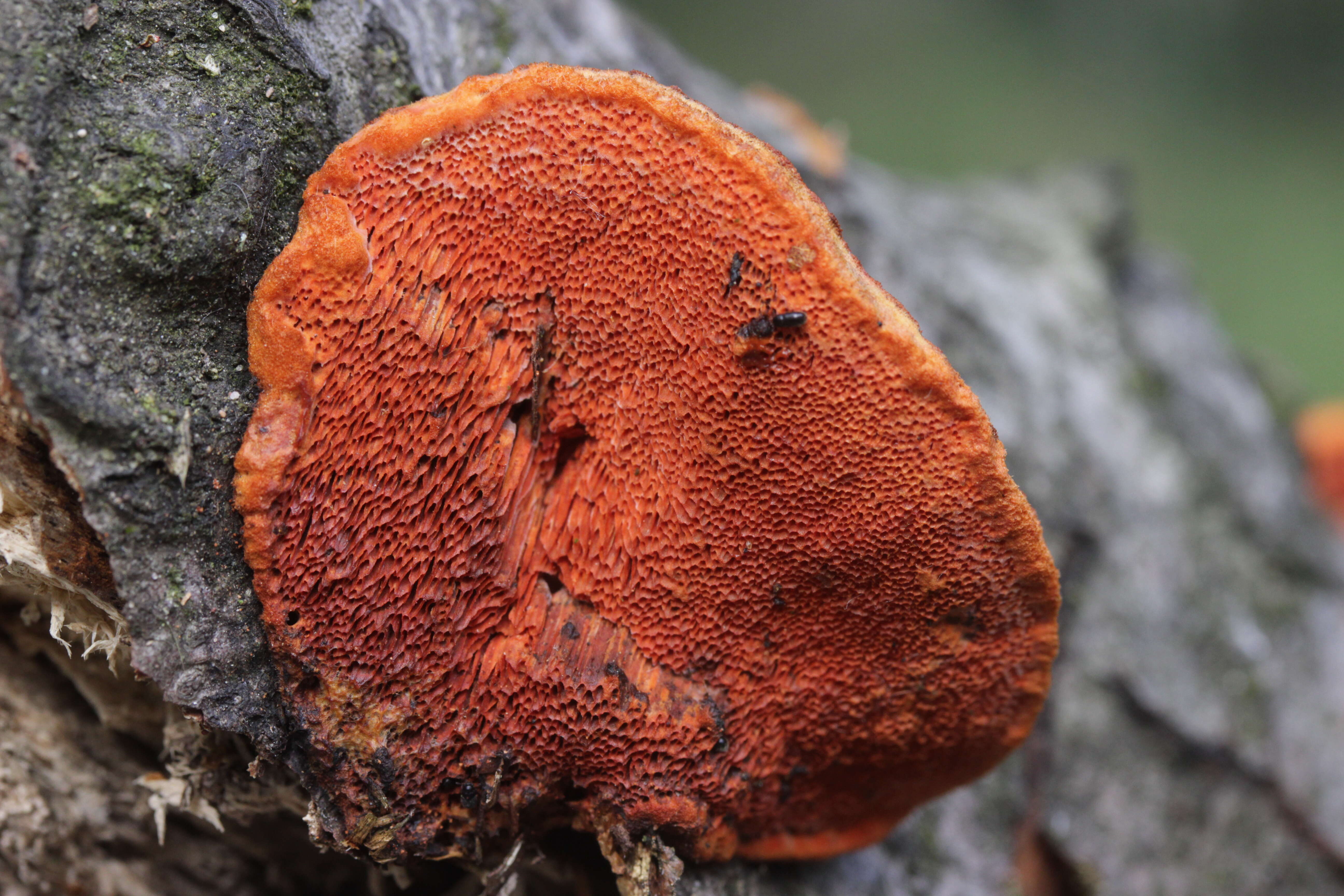 Imagem de Pycnoporus cinnabarinus (Jacq.) P. Karst. 1881