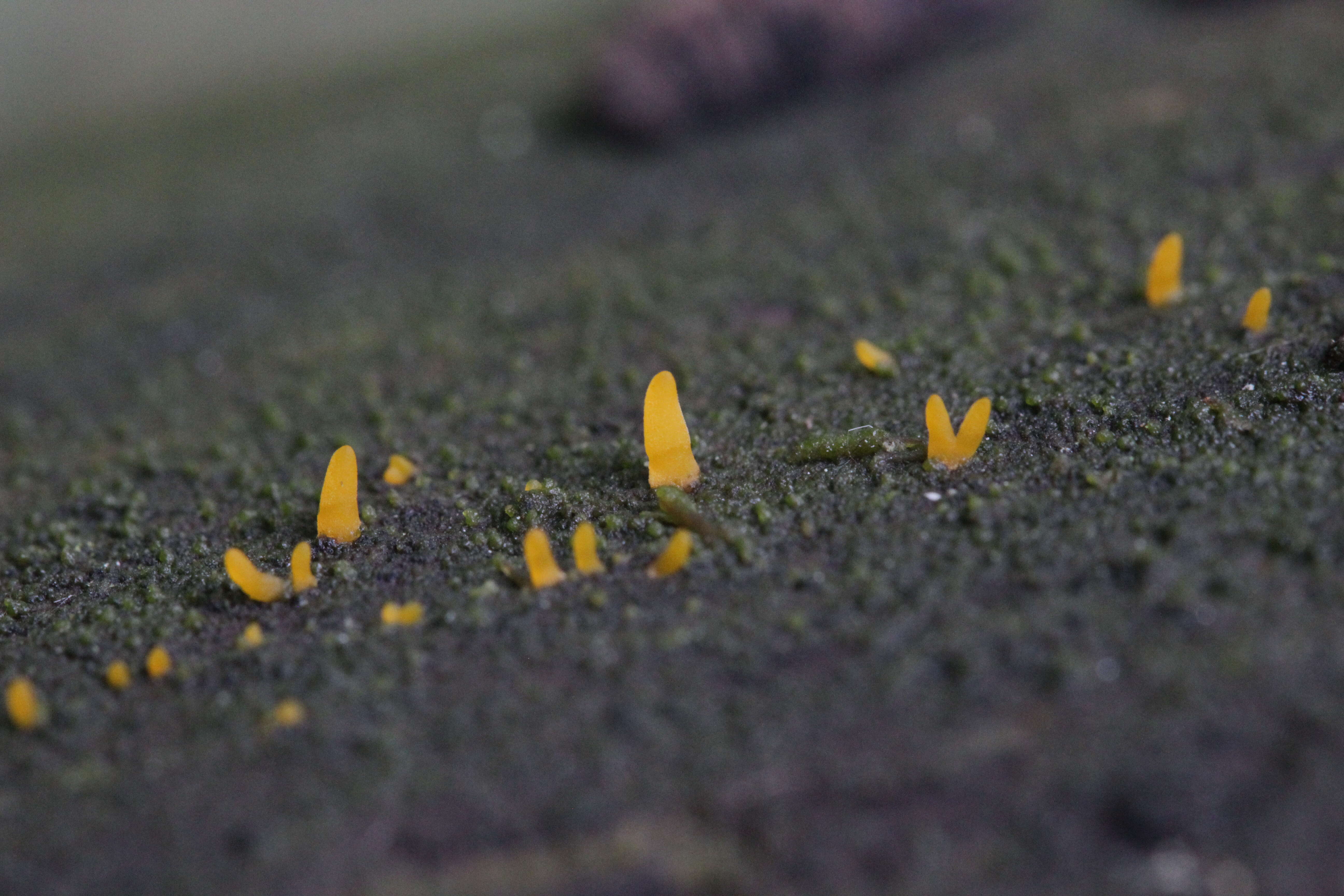 Image of Calocera cornea (Batsch) Fr. 1827