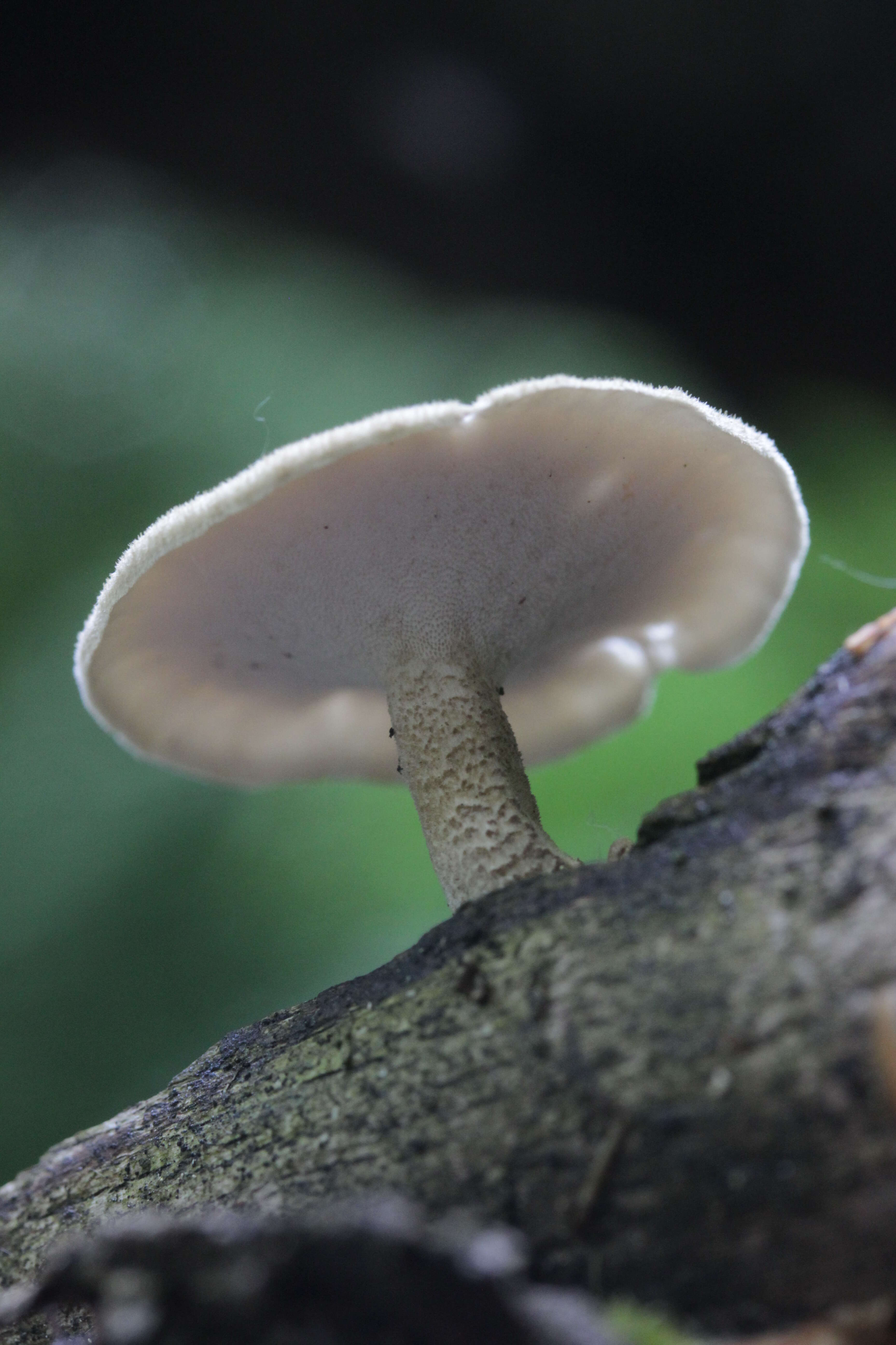 Image of Lentinus substrictus (Bolton) Zmitr. & Kovalenko 2016