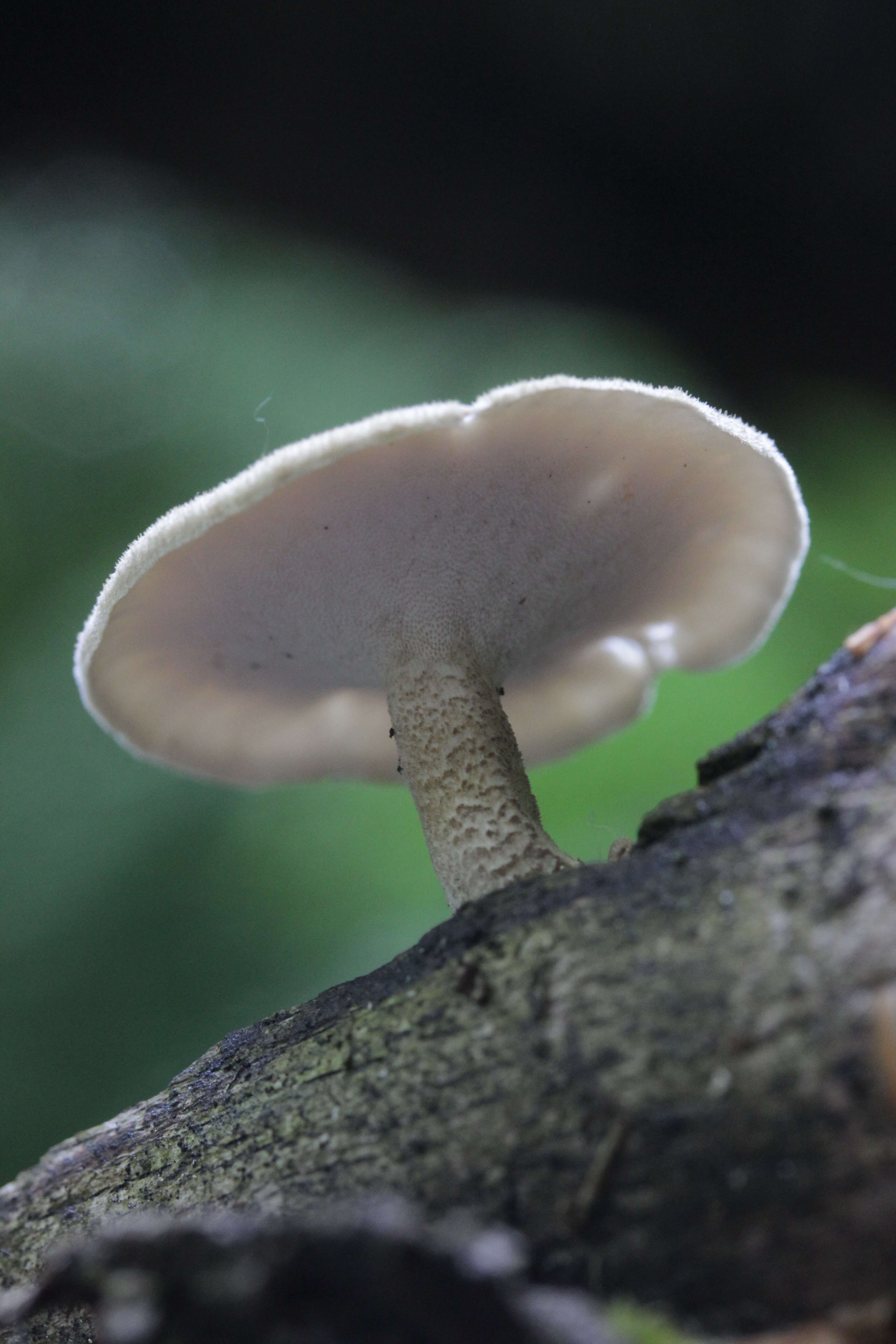 Image of Lentinus substrictus (Bolton) Zmitr. & Kovalenko 2016