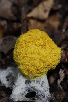 Image of Dog vomit slime mold