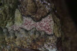 Image of Neoboletus luridiformis (Rostk.) Gelardi, Simonini & Vizzini 2014