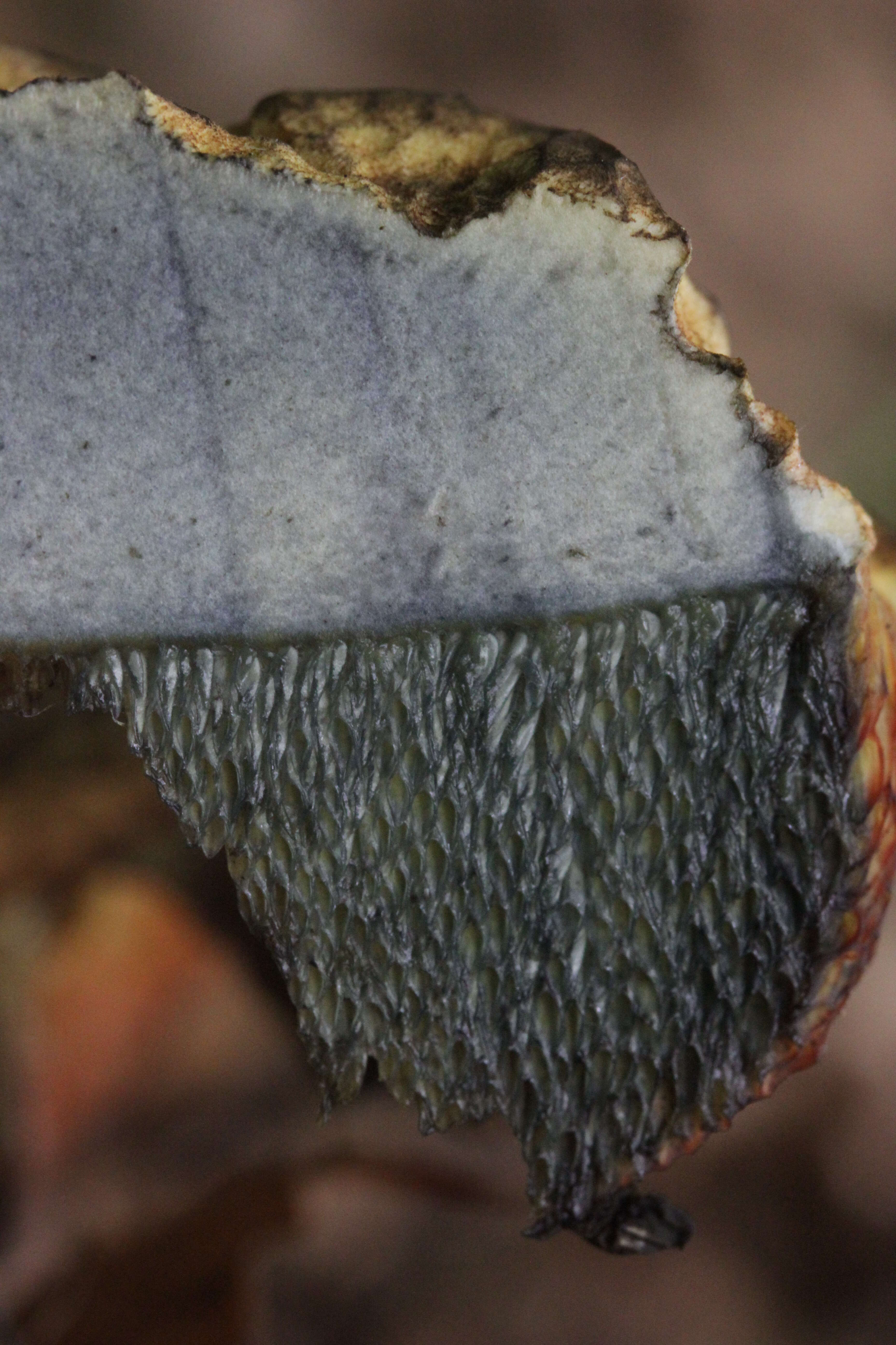 Image of Neoboletus luridiformis (Rostk.) Gelardi, Simonini & Vizzini 2014