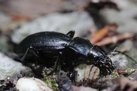 Слика од Carabus (Procrustes) coriaceus Linnaeus 1758