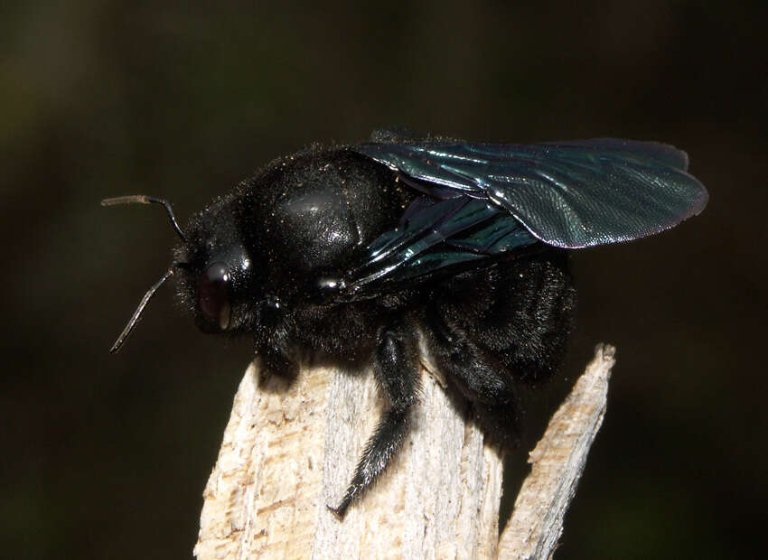 Imagem de Xylocopa darwini Cockerell 1926