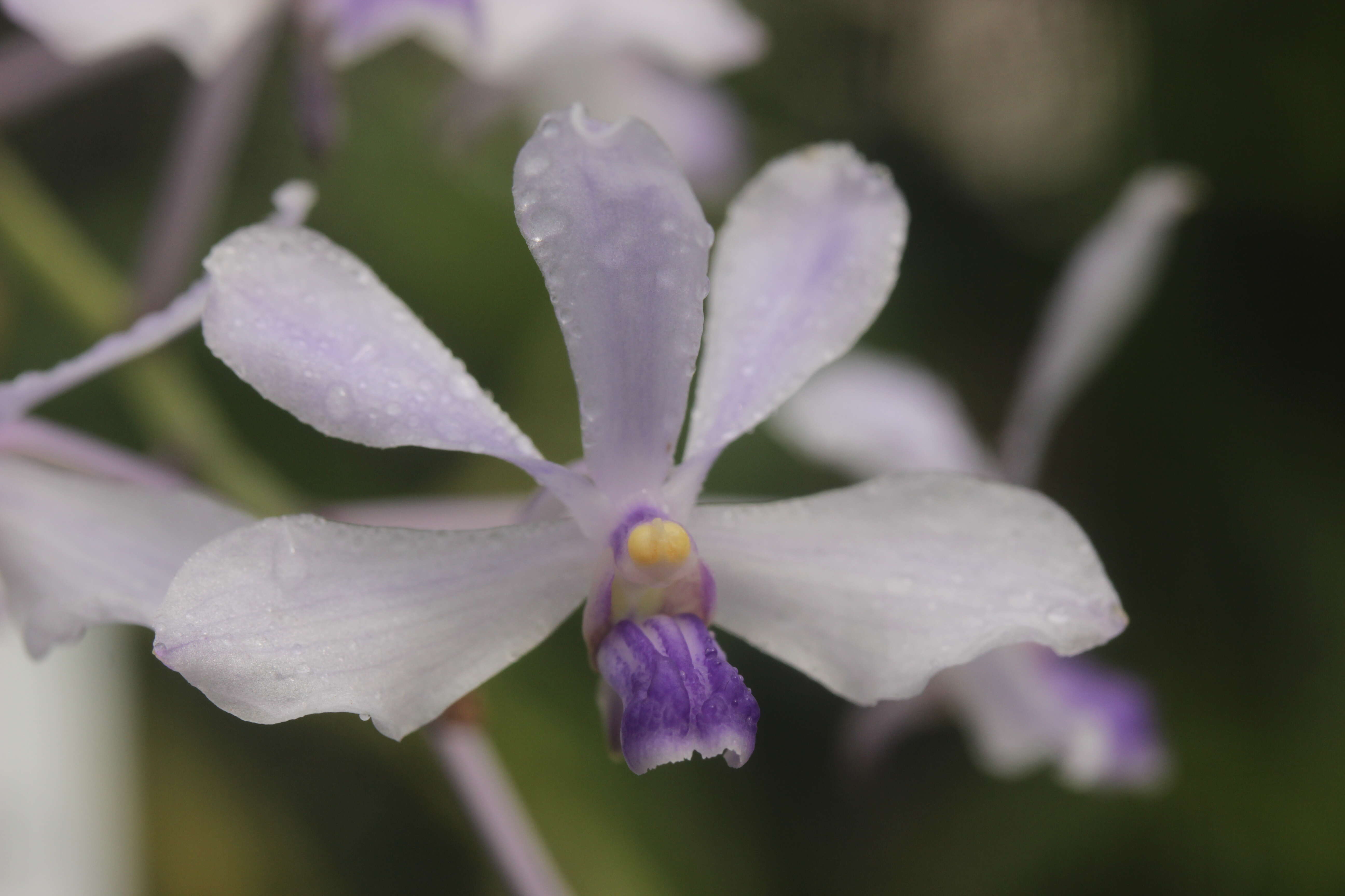 Image of Vanda coerulescens Griff.