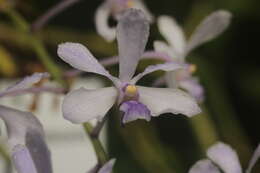 Image of Vanda coerulescens Griff.