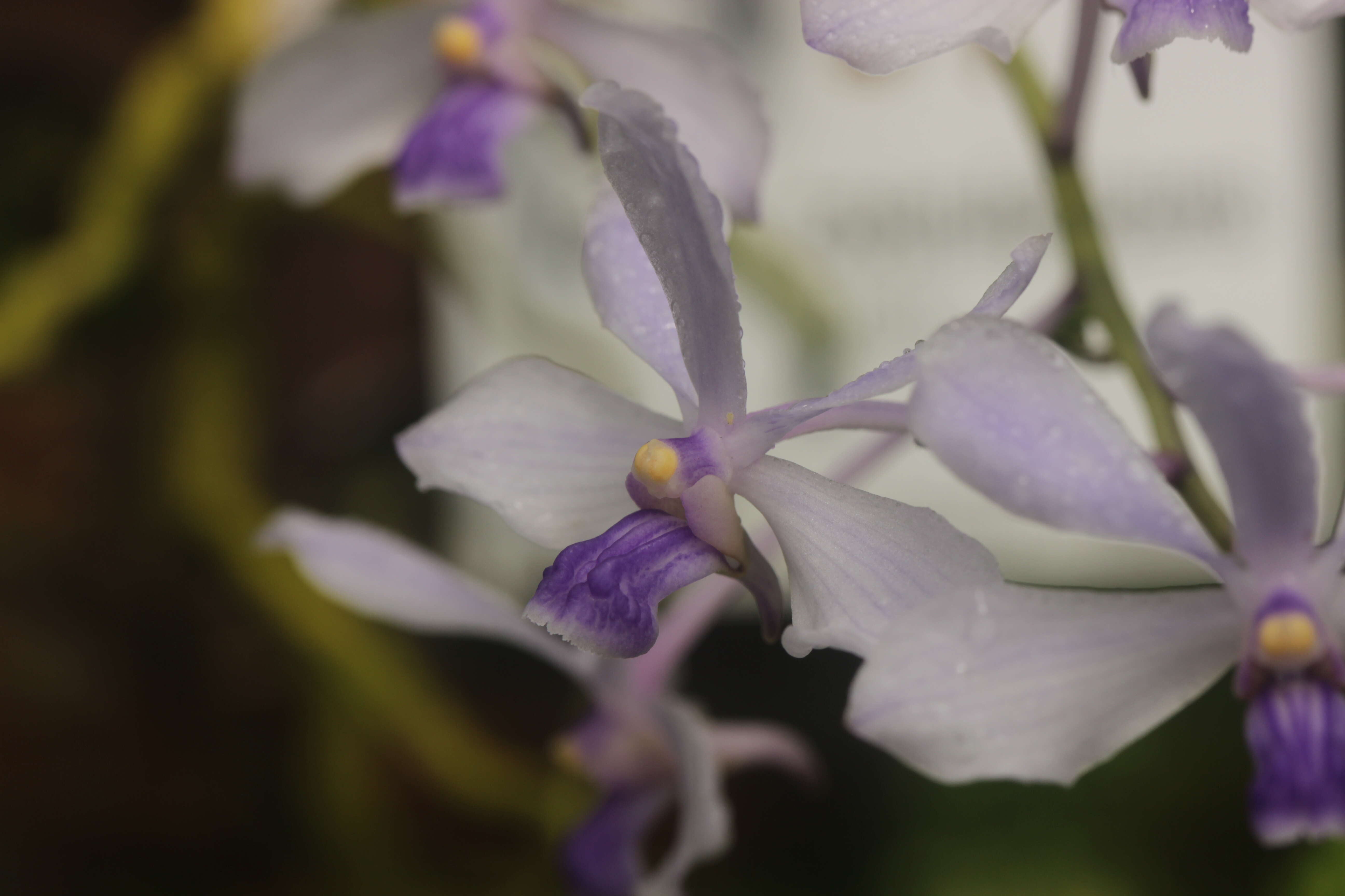 Image of Vanda coerulescens Griff.