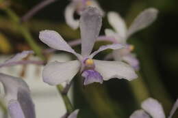 Image of Vanda coerulescens Griff.