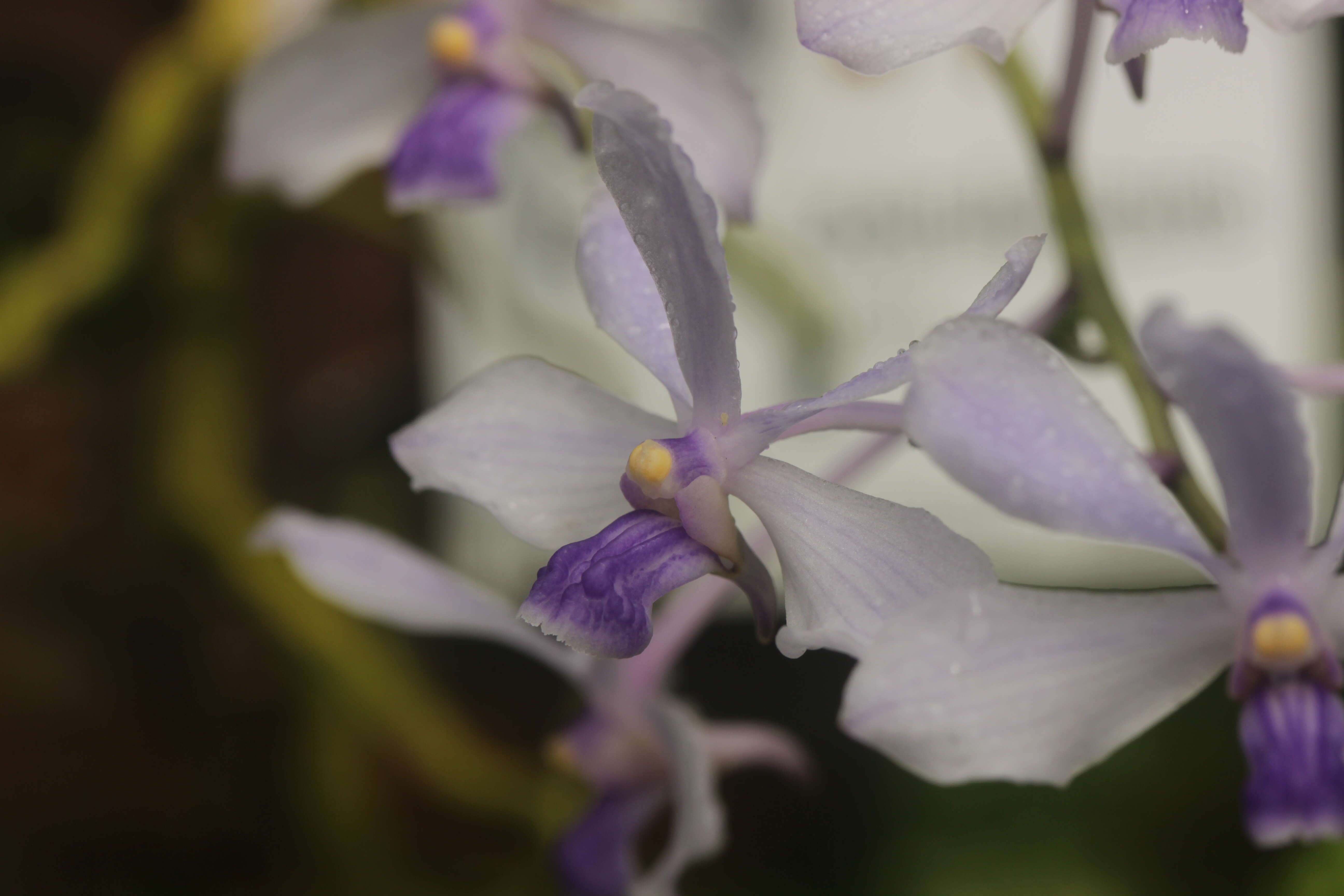 Image of Vanda coerulescens Griff.