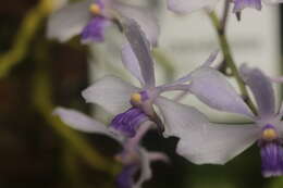 Image of Vanda coerulescens Griff.