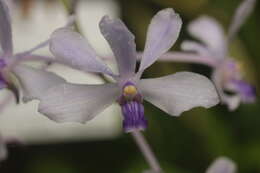 Image of Vanda coerulescens Griff.