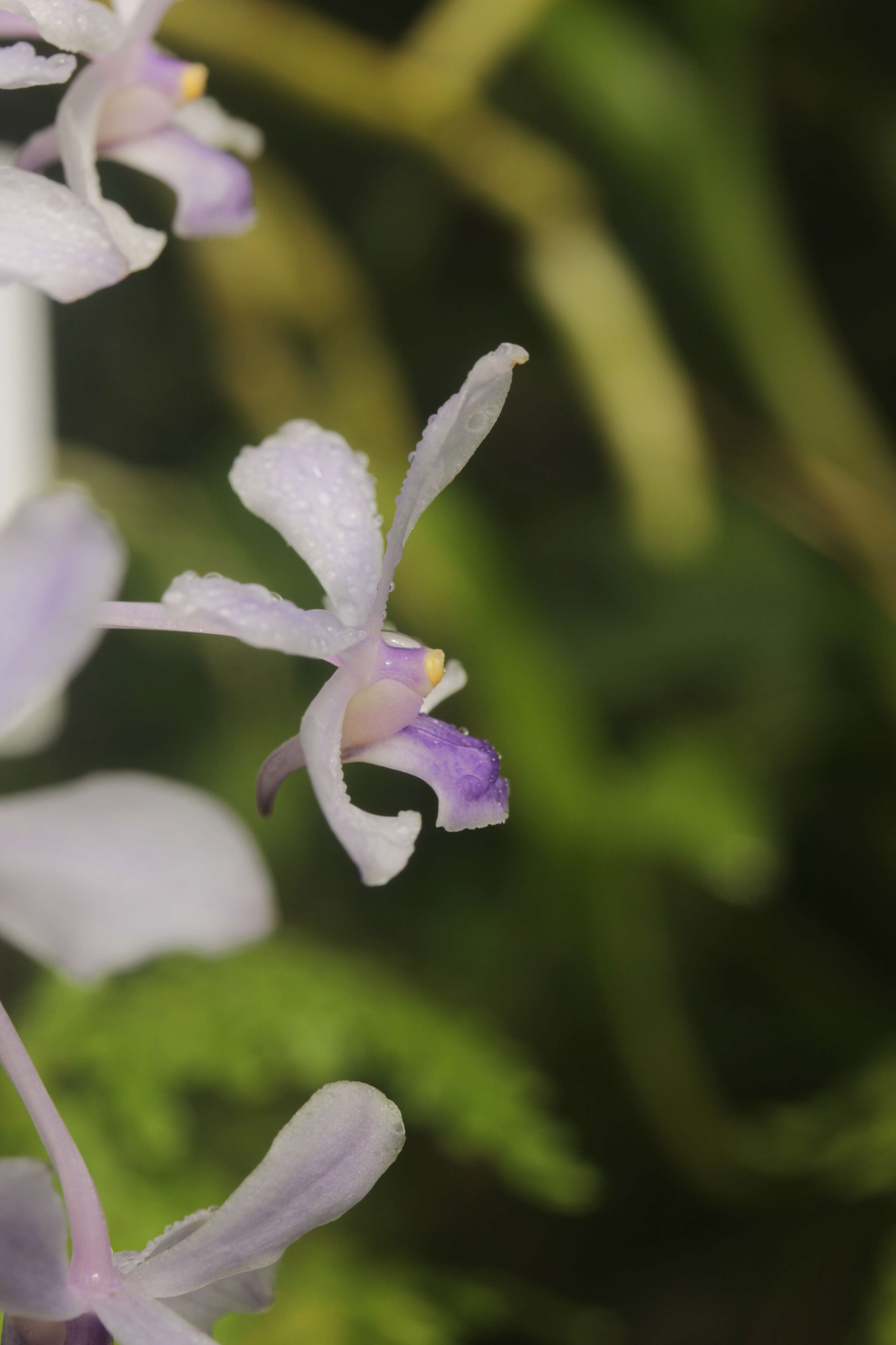 Image of Vanda coerulescens Griff.