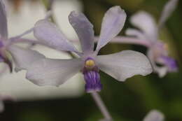 Image of Vanda coerulescens Griff.