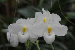 Image de Paphiopedilum delenatii Guillaumin