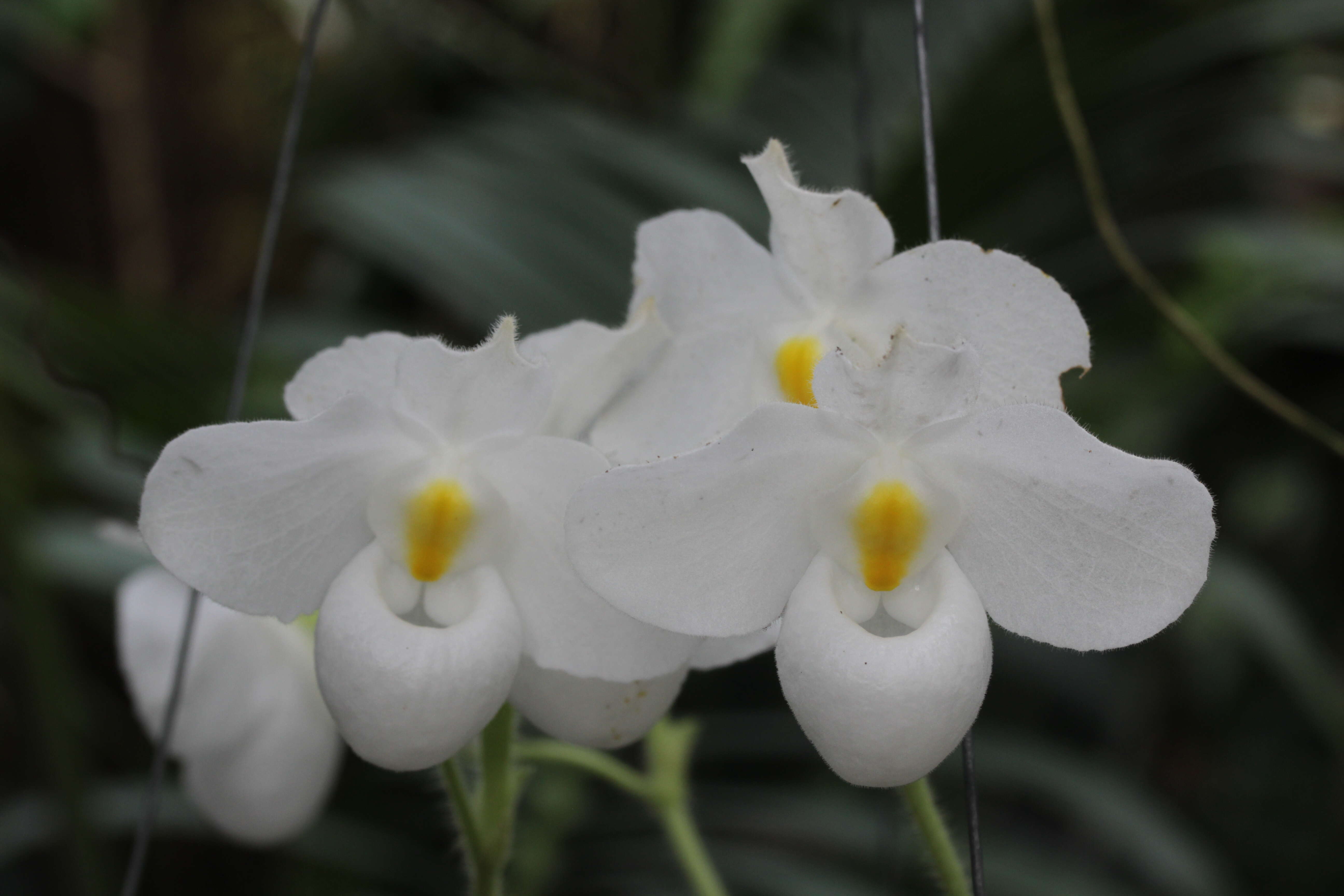 Image de Paphiopedilum delenatii Guillaumin