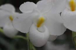 Image de Paphiopedilum delenatii Guillaumin