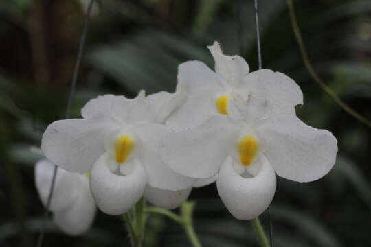 Image de Paphiopedilum delenatii Guillaumin