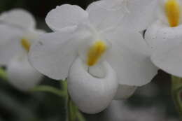 Image de Paphiopedilum delenatii Guillaumin