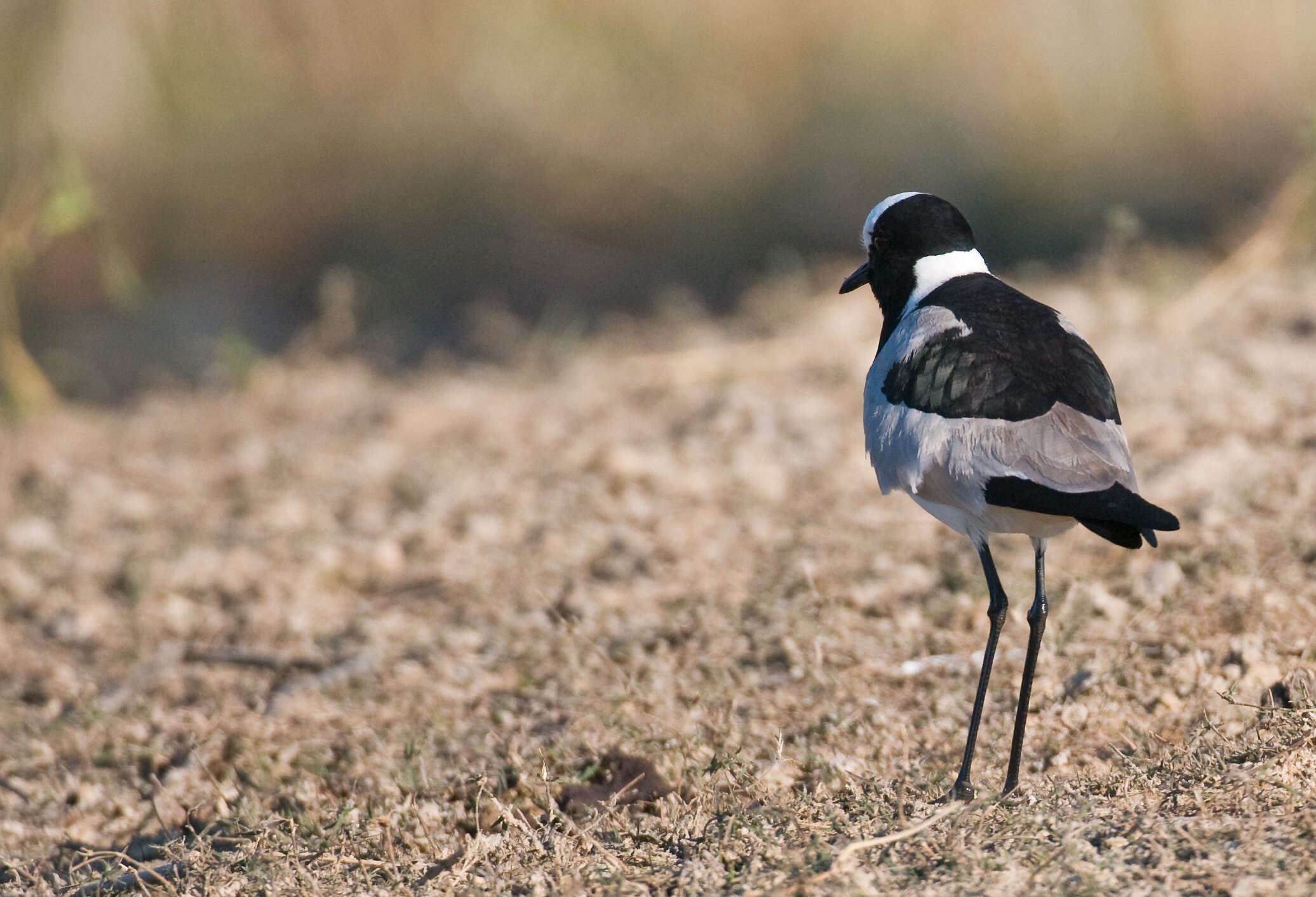 Image of Blacksmith Lapwing