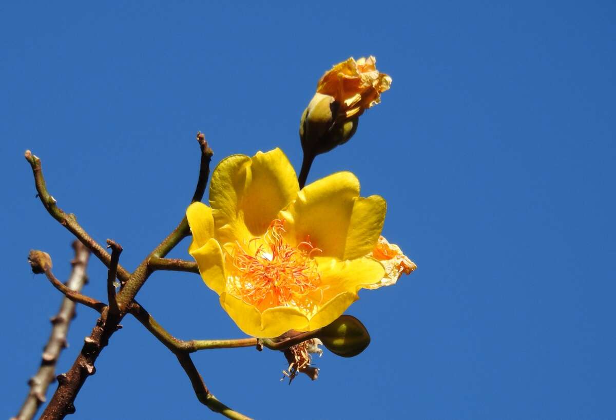 Imagem de Cochlospermum vitifolium (Willd.) Spreng.