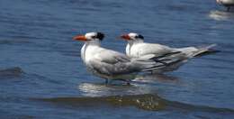 Image of Royal Tern