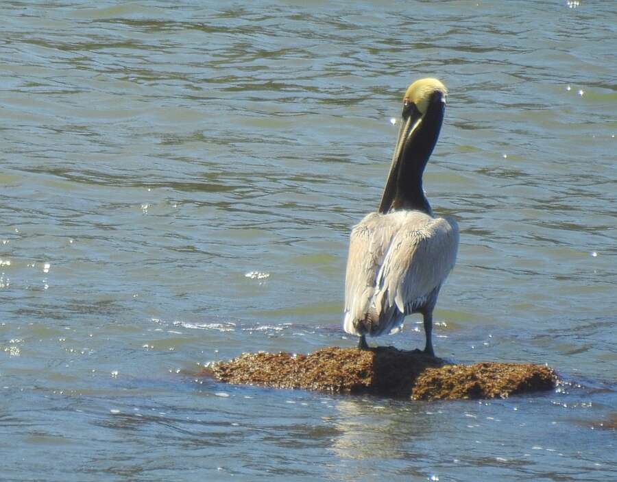 Image of Brown Pelican