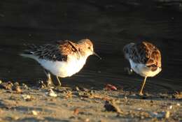 Image of Least Sandpiper