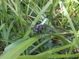 Sivun Orthetrum albistylum (Selys 1848) kuva