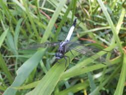 Sivun Orthetrum albistylum (Selys 1848) kuva