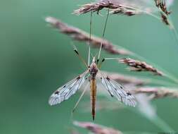 Image of Tipula (Savtshenkia) confusa van der Wulp 1883